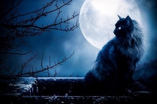 Mơ thấy mèo đen có thể là điềm báo chẳng lành