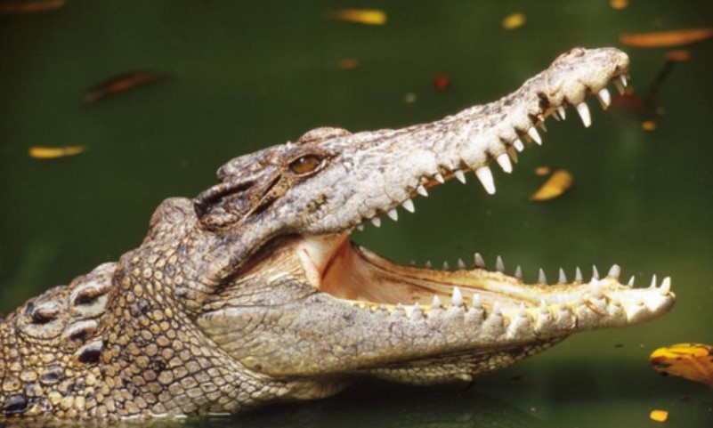 Mơ thấy cá sấu đánh con gì?