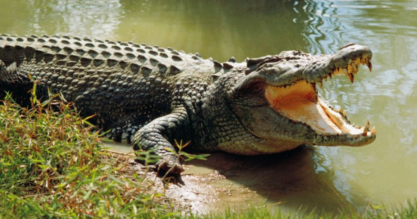 Mơ thấy cá sấu đánh số mấy? Nằm mơ thấy cá sấu là điềm gì?